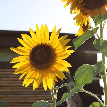 Il Girasole Alloggio Villa Fluminimaggiore Eksteriør bilde